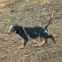 Highland Rim's Maud, a female Louisiana Catahoula Leopard Dog for sale in Livingston, TN – Photo 10 of 10