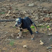 Highland Rim's Maud, a female Louisiana Catahoula Leopard Dog for sale in Livingston, TN – Photo 6 of 10