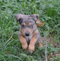 Blueberry, a female Catahoula Leopard Dog for sale in Livingston, TN – 4 of 8