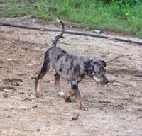 Cobalt, a male Catahoula Leopard Dog for sale in Livingston, TN – 9 of 10