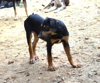 Thud, a male Catahoula Leopard Dog for sale in Livingston, TN – 7 of 8