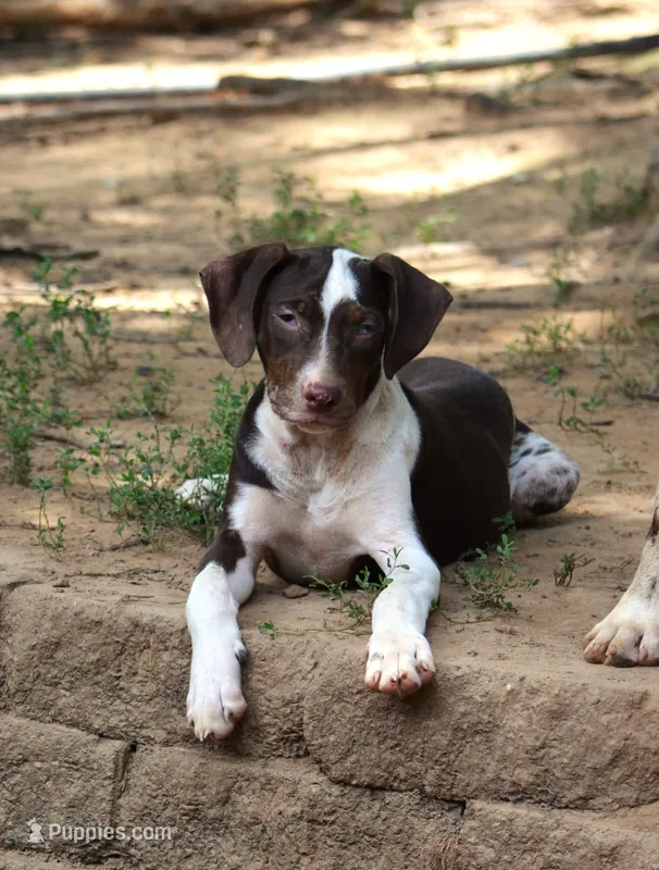 Jolt – Catahoula Leopard Dog puppy for sale in Livingston, TN