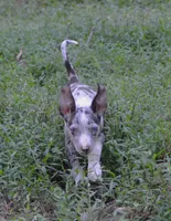 Jester, a male Catahoula Leopard Dog for sale in Livingston, TN – 6 of 7