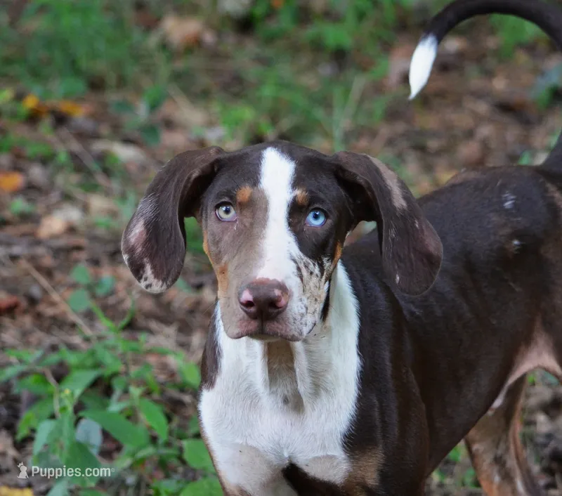 Crash – Catahoula Leopard Dog puppy for sale in Livingston, TN