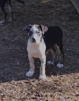Beth, a female Catahoula Leopard Dog for sale in Livingston, TN – 6 of 7