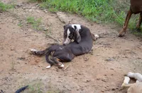 Crash, a male Catahoula Leopard Dog for sale in Livingston, TN – 9 of 10