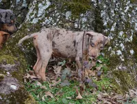 Amber, a female Catahoula Leopard Dog for sale in Livingston, TN – Photo 4 of 5