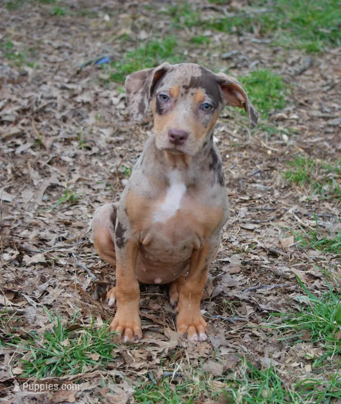 Amber – Catahoula Leopard Dog puppy for sale in Livingston, TN