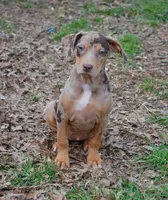 Amber, a female Catahoula Leopard Dog for sale in Livingston, TN – Photo 1 of 5