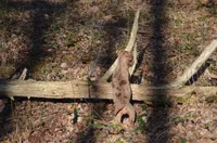 Amber, a female Catahoula Leopard Dog for sale in Livingston, TN – Photo 5 of 5