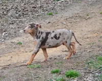 Amber, a female Catahoula Leopard Dog for sale in Livingston, TN – Photo 2 of 5