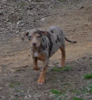 Amber, a female Catahoula Leopard Dog for sale in Livingston, TN – Photo 3 of 5