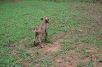 Boss Man, a male Catahoula Leopard Dog for sale in Livingston, TN – 6 of 7