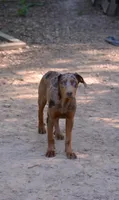Flame, a female Catahoula Leopard Dog for sale in Livingston, TN – 7 of 9