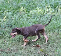 Flossy, a male Catahoula Leopard Dog for sale in Livingston, TN – 4 of 7