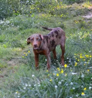 Flame, a female Catahoula Leopard Dog for sale in Livingston, TN – 4 of 9