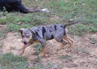 Blueberry, a female Catahoula Leopard Dog for sale in Livingston, TN – 5 of 8