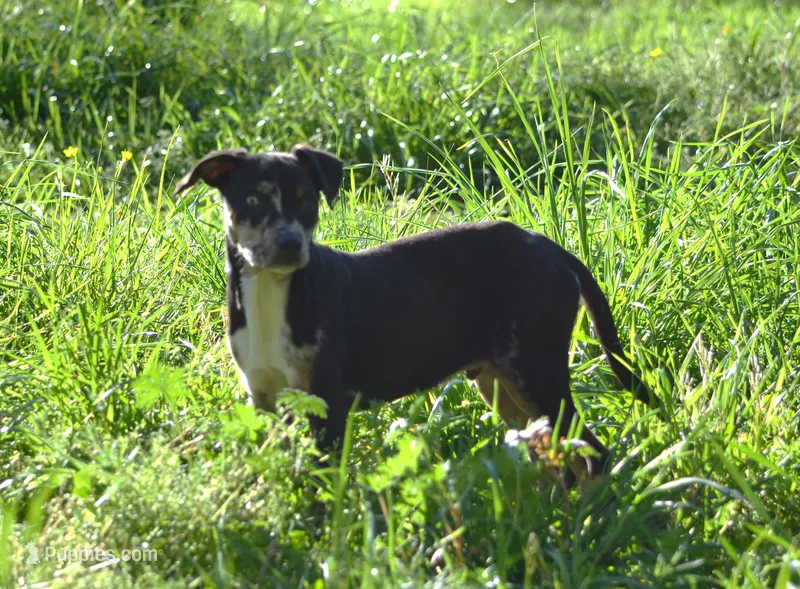 Peanut – Catahoula Leopard Dog puppy for sale in Livingston, TN