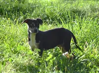 Peanut, a male Catahoula Leopard Dog for sale in Livingston, TN – 1 of 9