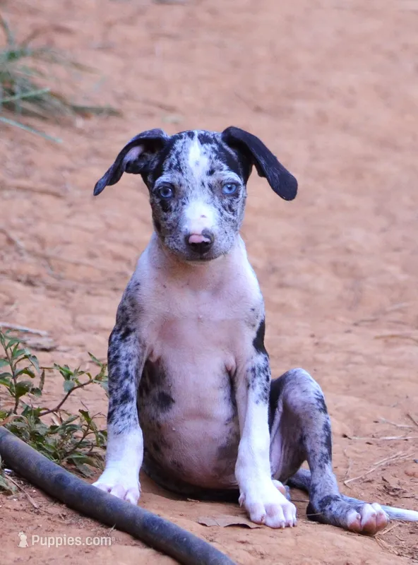 Jester – Catahoula Leopard Dog puppy for sale in Livingston, TN
