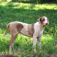 Ken, a male Louisiana Catahoula Leopard Dog for sale in Livingston, TN – Photo 1 of 10