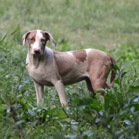 Ken, a male Louisiana Catahoula Leopard Dog for sale in Livingston, TN – Photo 6 of 10