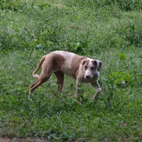 Ken, a male Louisiana Catahoula Leopard Dog for sale in Livingston, TN – Photo 2 of 10