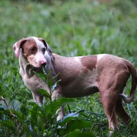 Ken, a male Louisiana Catahoula Leopard Dog for sale in Livingston, TN – Photo 7 of 10
