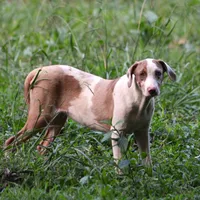 Ken, a male Louisiana Catahoula Leopard Dog for sale in Livingston, TN – Photo 5 of 10