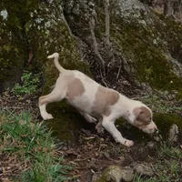 Ken, a male Louisiana Catahoula Leopard Dog for sale in Livingston, TN – Photo 10 of 10