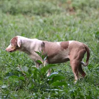 Ken, a male Louisiana Catahoula Leopard Dog for sale in Livingston, TN – Photo 4 of 10