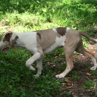Ken, a male Louisiana Catahoula Leopard Dog for sale in Livingston, TN – Photo 8 of 10