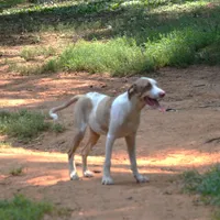 Ken, a male Louisiana Catahoula Leopard Dog for sale in Livingston, TN – Photo 3 of 10