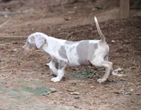 Killer, a male Catahoula Leopard Dog for sale in Livingston, TN – 5 of 7