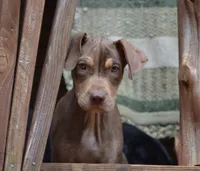 Boss Man, a male Catahoula Leopard Dog for sale in Livingston, TN – 3 of 8
