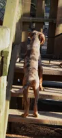 Flame, a female Catahoula Leopard Dog for sale in Livingston, TN – 8 of 9