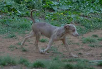 Perdiia, a female Catahoula Leopard Dog for sale in Livingston, TN – 4 of 8