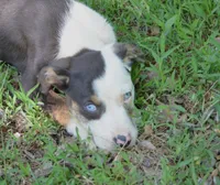 Cruella, a female Catahoula Leopard Dog for sale in Livingston, TN – 2 of 8