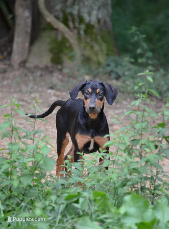Thud – Catahoula Leopard Dog puppy for sale in Livingston, TN