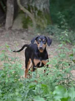 Thud, a male Catahoula Leopard Dog for sale in Livingston, TN – 1 of 8