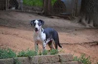 Beth, a female Catahoula Leopard Dog for sale in Livingston, TN – 1 of 10