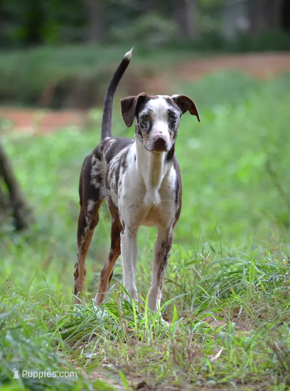 Storm – Catahoula Leopard Dog puppy for sale in Livingston, TN