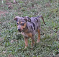 Blueberry, a female Catahoula Leopard Dog for sale in Livingston, TN – 3 of 8
