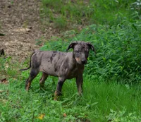 Cobalt, a male Catahoula Leopard Dog for sale in Livingston, TN – 3 of 10