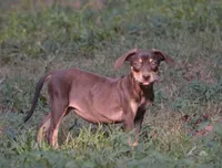 Flossy, a male Catahoula Leopard Dog for sale in Livingston, TN – 2 of 7