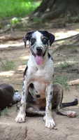 Beth, a female Catahoula Leopard Dog for sale in Livingston, TN – 5 of 10