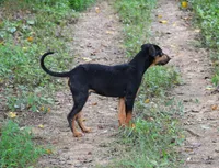 Thud, a male Catahoula Leopard Dog for sale in Livingston, TN – 4 of 8