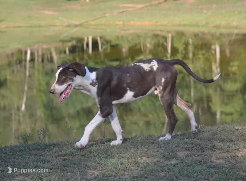 Shockwave – Catahoula Leopard Dog puppy for sale in Livingston, TN