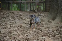 Eclipse, a female Catahoula Leopard Dog for sale in Livingston, TN – 8 of 9
