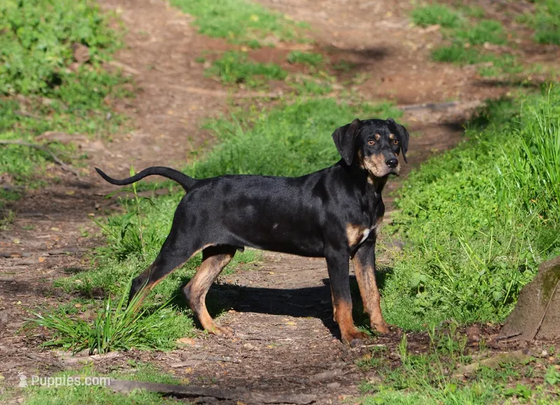 Rowdy – Catahoula Leopard Dog puppy for sale in Livingston, TN